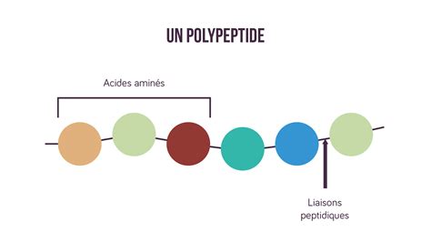 Nature Chimique Des Protéines Et Relation Gène Protéine Fiche De Cours Svt Schoolmouv