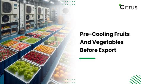 Pre Cooling Fruits And Vegetables Before Export Citrus