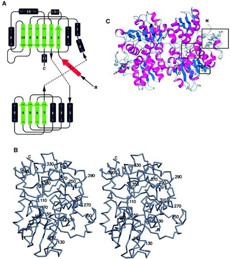 Structure Of Human Cystathionine β‐synthase A Unique Pyridoxal 5