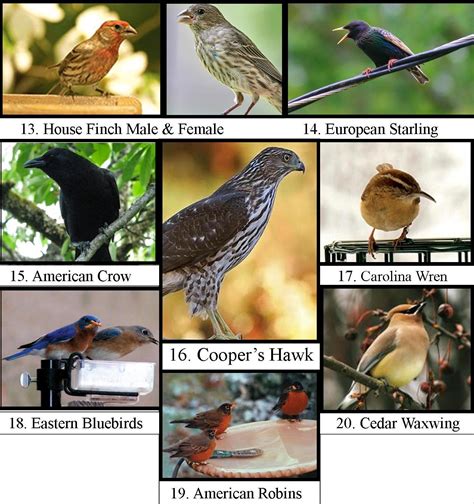 Most Common Winter Birds In Michigan