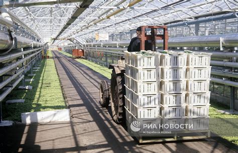 Совхоз-комбинат "Московский" | РИА Новости Медиабанк