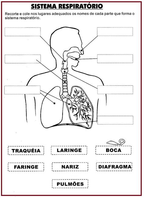 Atividade corpo humano Sistema respiratório Atividades de ciência