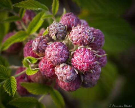 Mysore Raspberry Rubus Niveus Mysore Raspberry Rubus N Flickr