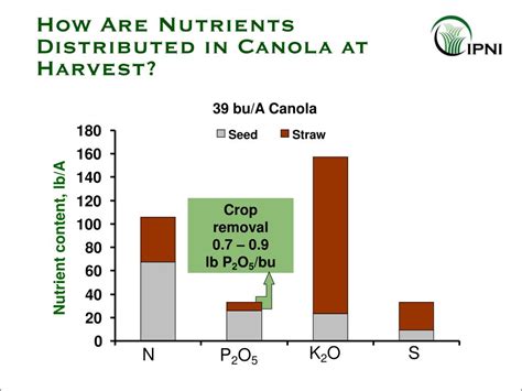 Ppt Phosphorus Nutrition Of Canola Powerpoint Presentation Free