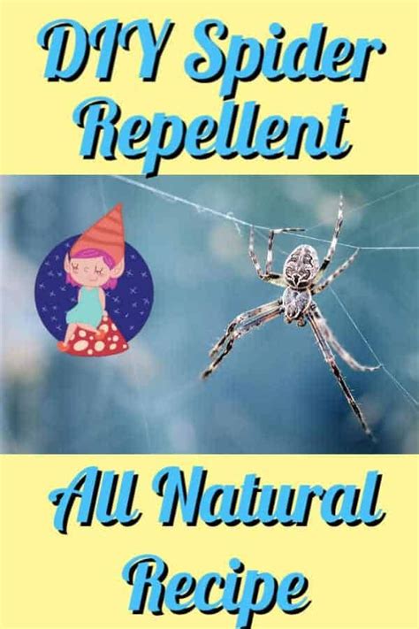 How To Get Rid Of Spiders Naturally Get Rid Of Spiders Homemade