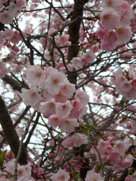 Free Images Nature Branch Flower Petal Bloom Food Produce Pink