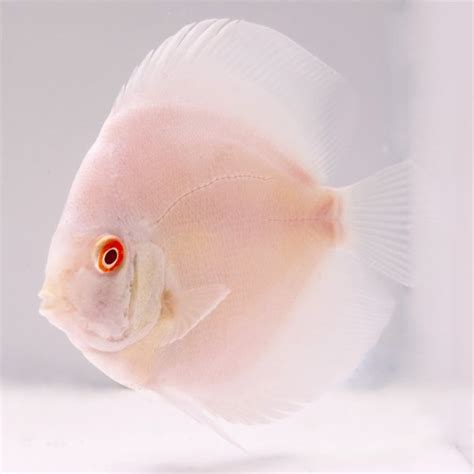 Albino Platinum White Diskus 8 Cm