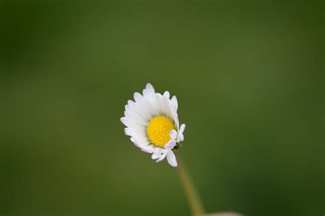 Marguerite Flower Plant White - Free photo on Pixabay - Pixabay