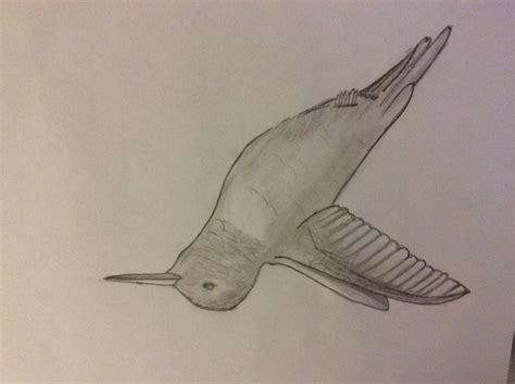 How To Draw Hummingbirds Steps With Pictures Wikihow