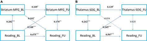 Learning To Read Chinese Promotes Two Cortico Subcortical Pathways The