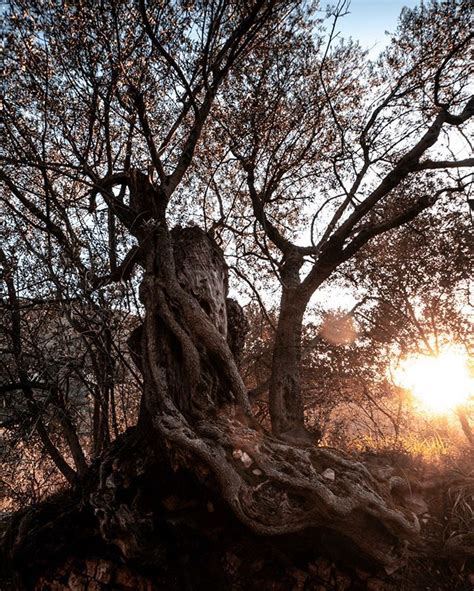 L Ulivo Uno Dei Miei Alberi Preferiti Oltre Ad Essere Una Pianta