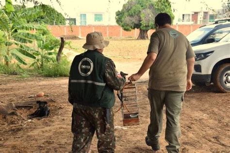 Inema Participa Em Juazeiro De Opera O De Resgate De Aves E