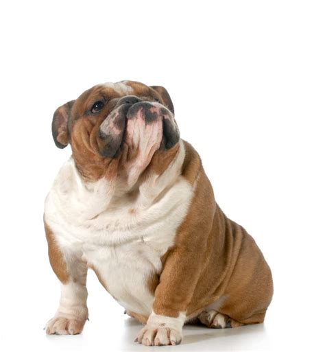 Top 7 Fattest Dog Breeds Tevra Pet