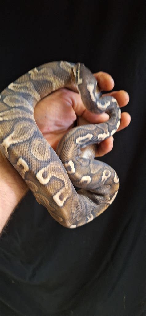 MALE GHI LESSER BALL PYTHON - Reptile Mart