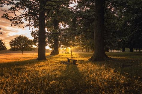 Guide to Forest Photography | 25 Must-Know Tips!