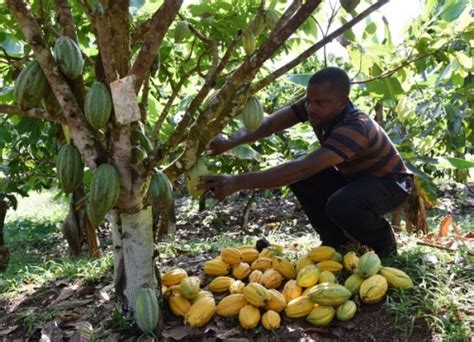 Apr S La Fixation Du Prix Du Cacao Des Producteurs Inquiets