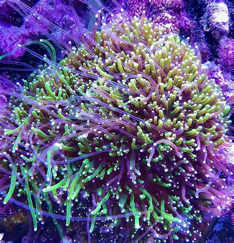 Amazon Coralslover Live Saltwater Coral Frag Purple With Neon