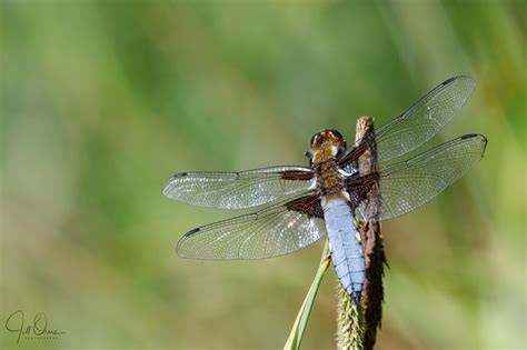 broad bodied jill orme photography