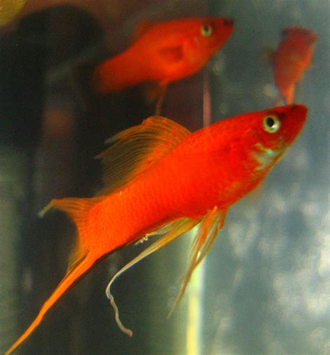 Swordtail Fish Xiphophorus Hellerii Red Swordtail Fish Facts And