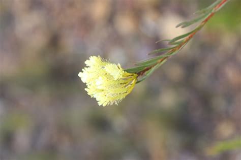 African Plants A Photo Guide Aulax Umbellata Thunb R Br