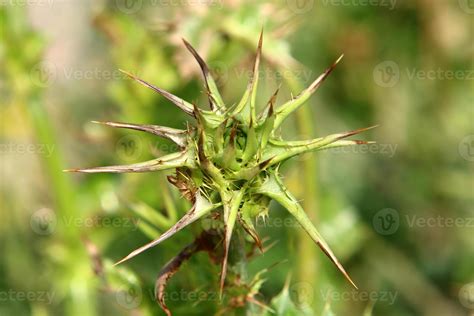 Thorny plants and flowers in a forest clearing. 14301695 Stock Photo at ...