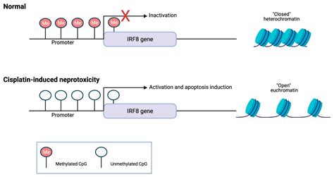 Pharmaceuticals Free Full Text Epigenetic Mechanisms Involved In