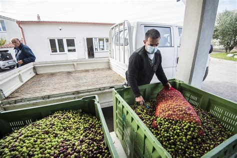 Ibenski Berba Maslina U Punom Je Jeku U Cijeloj Upaniji Po