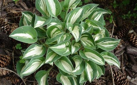 Pandora's Box Miniature Hosta Lily - Quart - Perennial - Hosta Lily | ToGoGarden