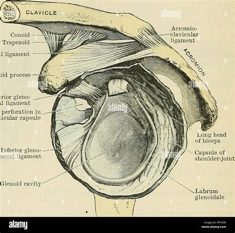 Coracoid process hi-res stock photography and images - Alamy