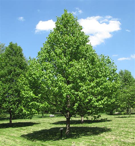 Cucumber Tree Magnolia Acuminata The Arboretum