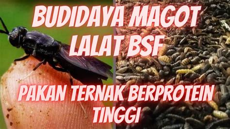 Cara Budidaya Magot Lalat BSF Pakan Ternak Berprotein Tinggi YouTube