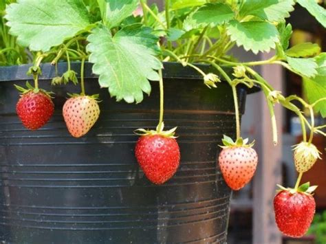 What Size Pot For Strawberries Quick Answers Leafyjournal