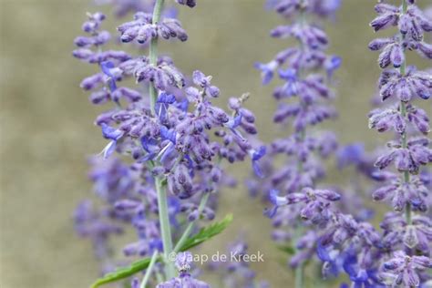 Perovskia Atriplicifolia Lisslitt Lacey Blue Esveld Shop