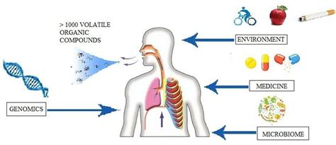 Different Sources Of Volatile Organic Compounds Download Scientific Diagram