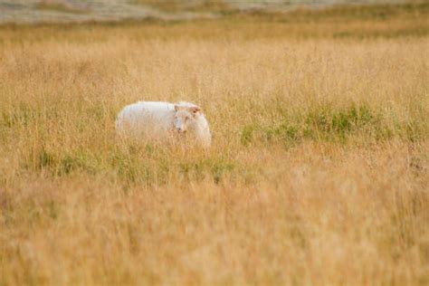 Royalty Free Icelandic Sheep Pictures Images And Stock Photos Istock