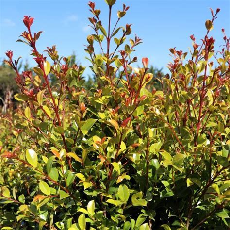 Syzygium Australe Hinterland Gold Warners Nurseries