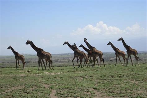 Days Nights Group Budget Safari Lake Manyara Serengeti