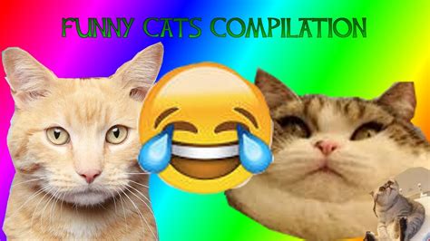 Funny Cats Compilation Youtube