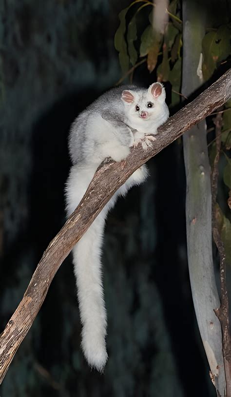 Majority Of Endangered Greater Glider Habitat In Queensland Unprotected