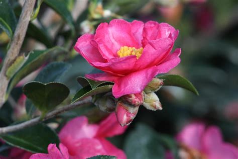 Shishi Gashira Camellia, Camellia sasanqua 'Shishi Gashira', Monrovia Plant