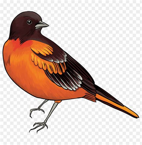 Black And Orange Bird Clipart Png Photo 31915 TOPpng