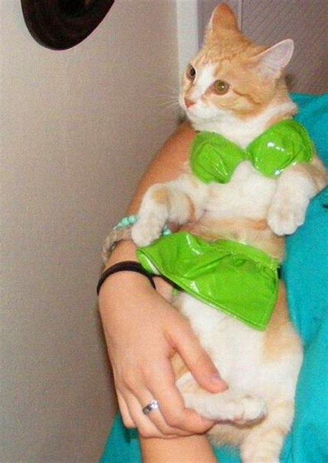 Bikini Giyince Hepimizden Daha Güzel Görünen 17 Sevimli Hayvan