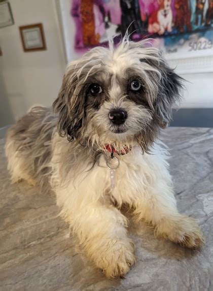 Prole IA Shih Tzu Poodle Miniature Meet Javier A Pet For Adoption