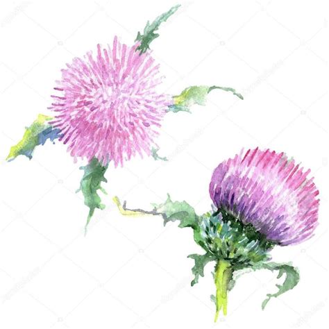 Pink Thistle Floral Botanical Flowers Watercolor Background