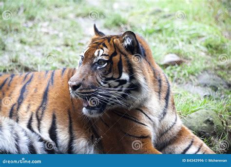 Muzzle Tiger Closeup Tiger Lying Down And Looking To The Forest Large