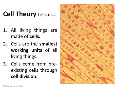 Lesson Plan: Hooke, Cells and Cell Theory - Getting Nerdy Science