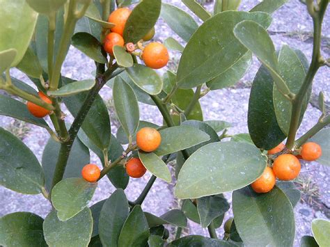 Meiwa Kumquat Tree — Just Fruits and Exotics