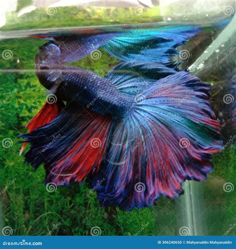 Ikan Cupang Merah Biru Jantan Red Blue Betta Fish Stock Photo Image