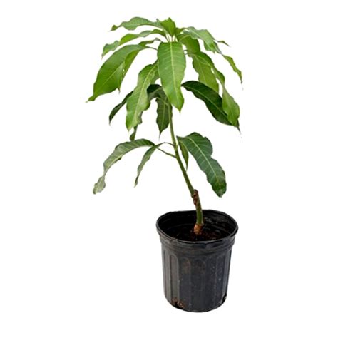 Buy Mango Alphonso Hapus Grafted Plant Online At Plantsguru