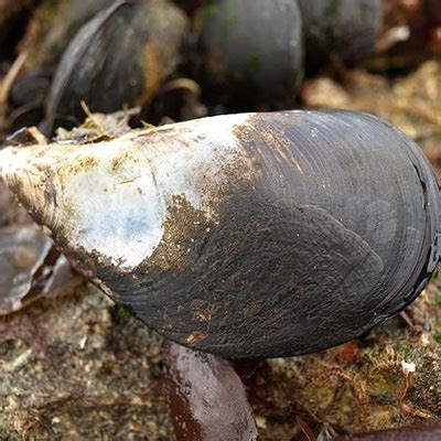 Mediterranean Mussel Invasive Species South Africa